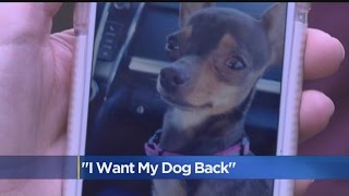 Man's Best Friend Goes Missing, Gets Adopted Out By Sacramento County Shelter