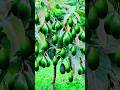 the best technique of planting and propagating avocado trees by shoot cuttings.#growingfruits