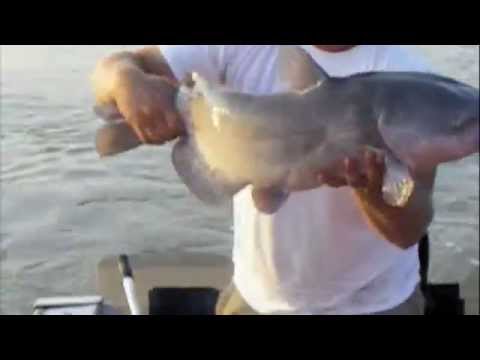 Huge Red River Channel Catfish _ Blackwater Cats O...