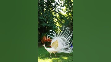 Thumbnail of Dance of the Peacocks #Peacocks#PeacockDancePeacockFeathers#PeacockDisplayFeatherArtColorfulBirds