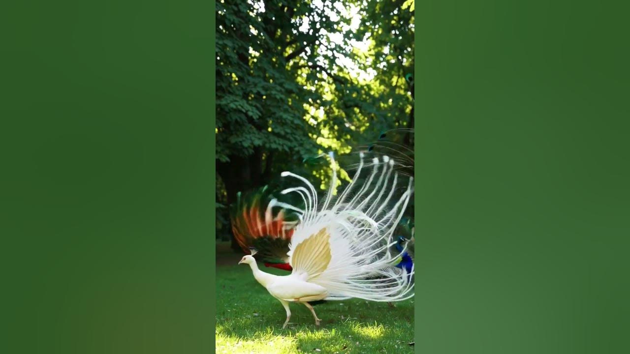 Dance of the Peacocks #Peacocks#PeacockDancePeacockFeathers#PeacockDisplayFeatherArtColorfulBirds