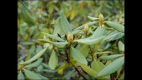 Panasonic GH6 5.8K Handheld