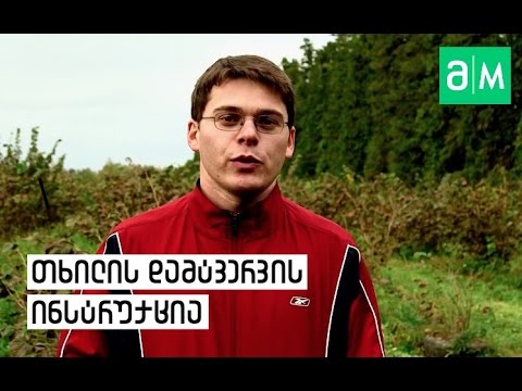 თხილის დამტვერვა