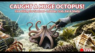 Information LIVE🔴 Today’s Target: Catch the Giant Octopus! News