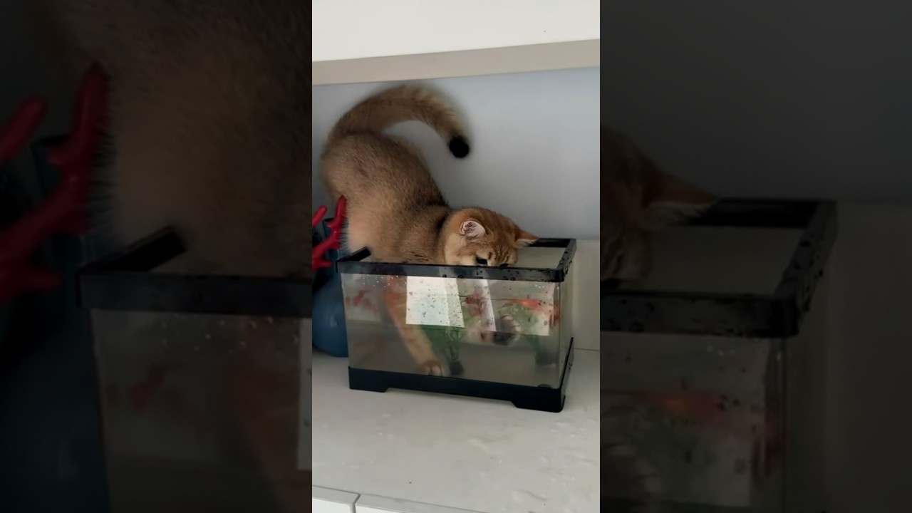 Cat Dives Head First Into Fish Tank Chasing Goldfish