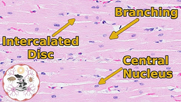 Heart Histology - Valve-uable Insights