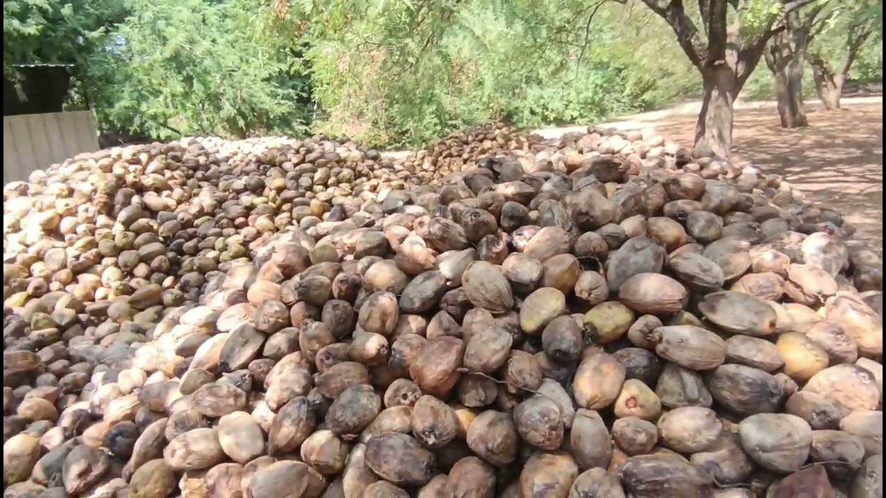 Quality 80=100=120=150=175=210=50kg one  back wait ms coconut Tamilnadu 9843641848[30.01.2026]