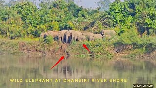 Peaceful Giants: Wild Elephants Prepare to Cross the River 🐘 🥰"