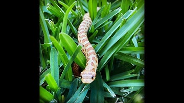 Confirmed!!! New Hognose Morph!!!