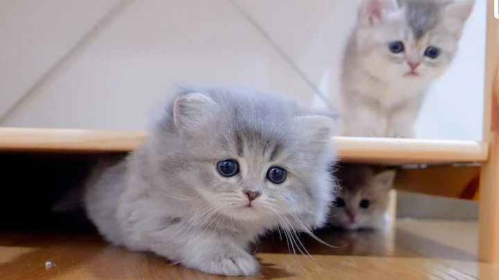 Video 10532441: scottish fold british shorthair, cat scottish fold british, fold british shorthair cute, scottish fold cat meowing, scottish fold cat kitten, kitten eating meowing