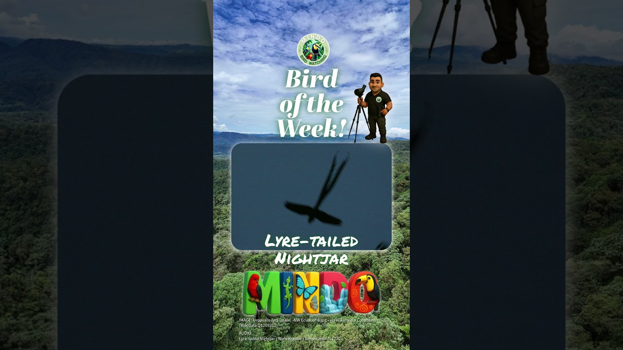 Bird of the Week: Lyre-tailed Nightjar