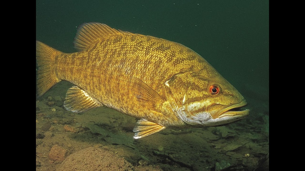 PRE SPAWN SMALL MOUTH BASS CLASS 101 YouTube