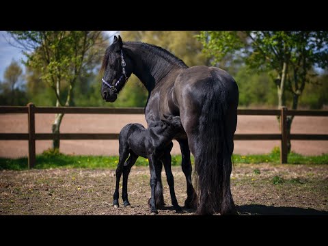 Video: Highland Horse Breed Allergivänliga, Hälsa Och Livslängd