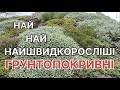 10 НАЙШВИДКОРОСЛІШИХ грунтопокривних РОСЛИН мого саду 