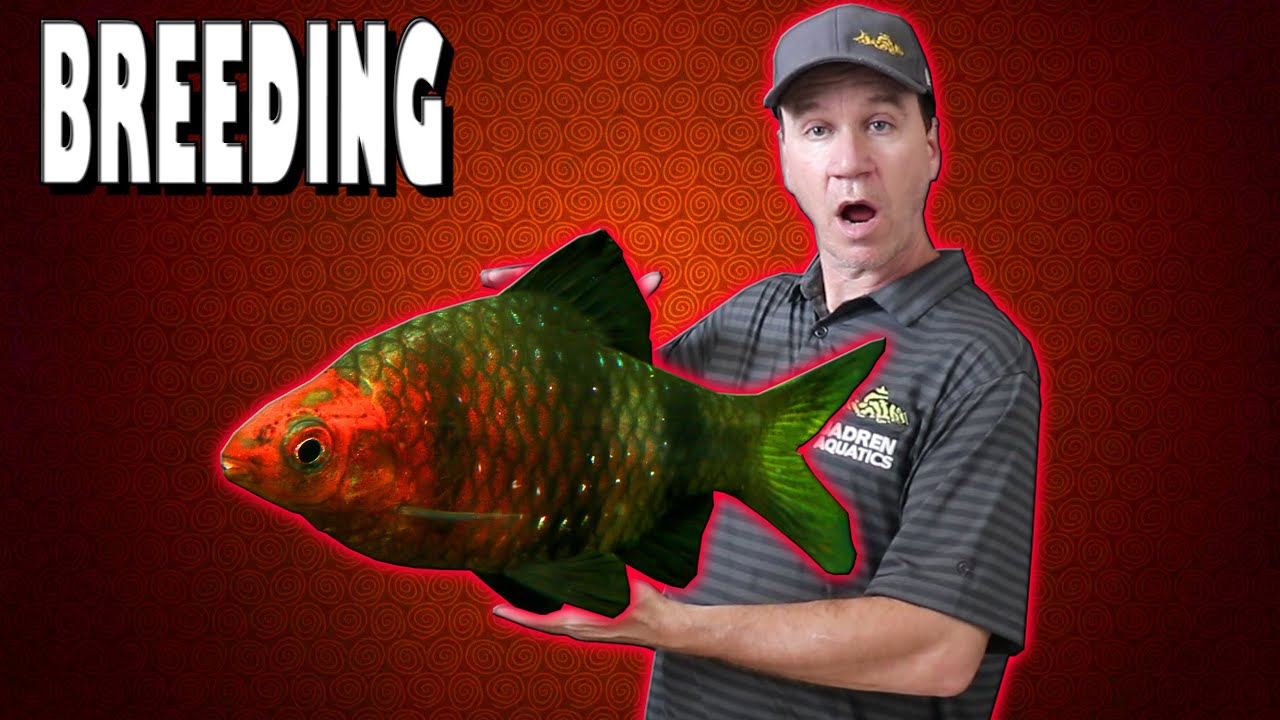 How to Breed Black Ruby Barbs and Raise Barb Fry