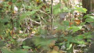 Chipmunk eating a snake.