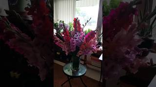 shorts flower gladiolus gladioli flowerarrangement   Mix Gladiolus from my garden flowervase