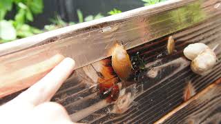 Is Copper Tape effective against snails and slugs (let's do an experiment)