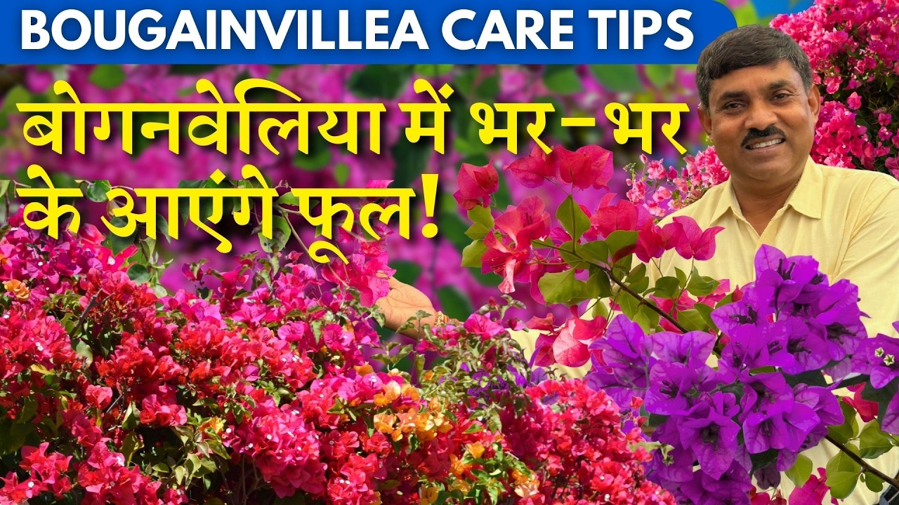 3 Simple steps for Healthy & Colorful Flowering in Bougainvillea  Bougainvillea में लें हज़ारों फूल