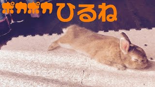 シャックリしてたのに急に睡魔に襲われたうさぎ #254