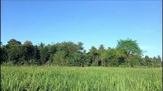 Suara kicau burung pagi hari di sawah pedesaan