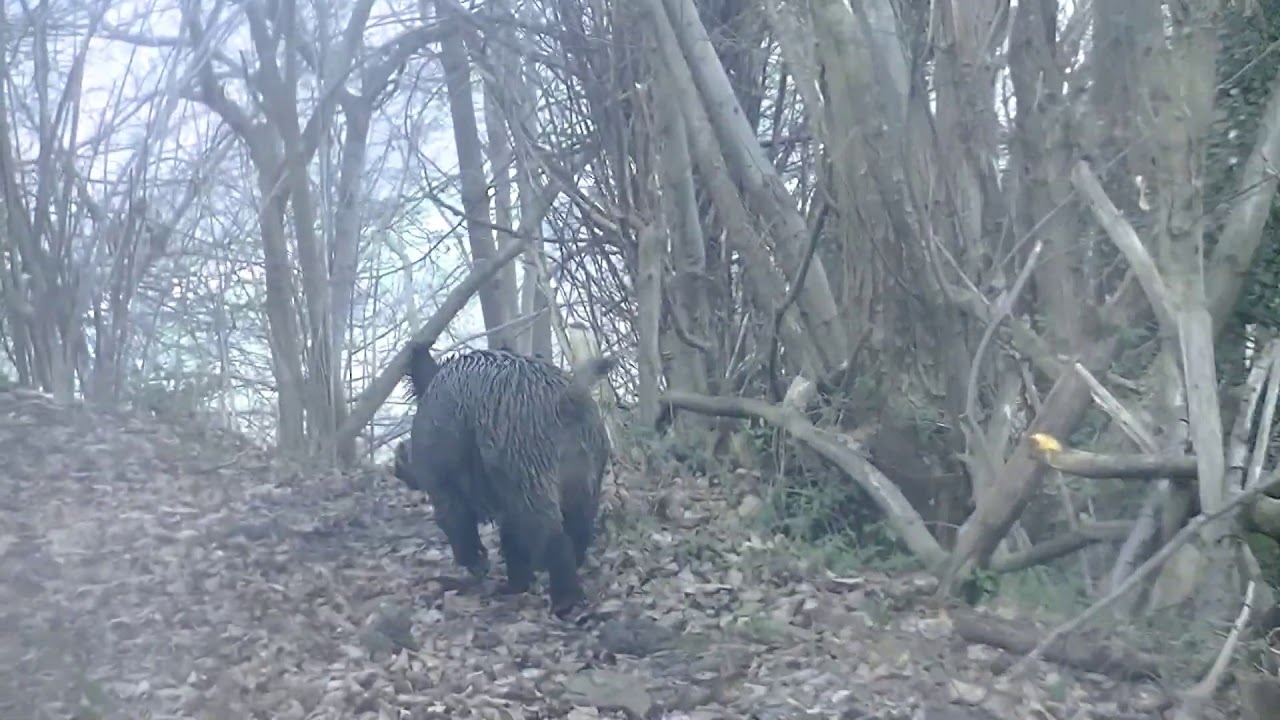 Caceria en Mieres- Asturias