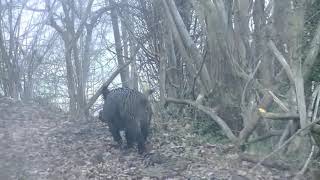 Caceria en Mieres- Asturias