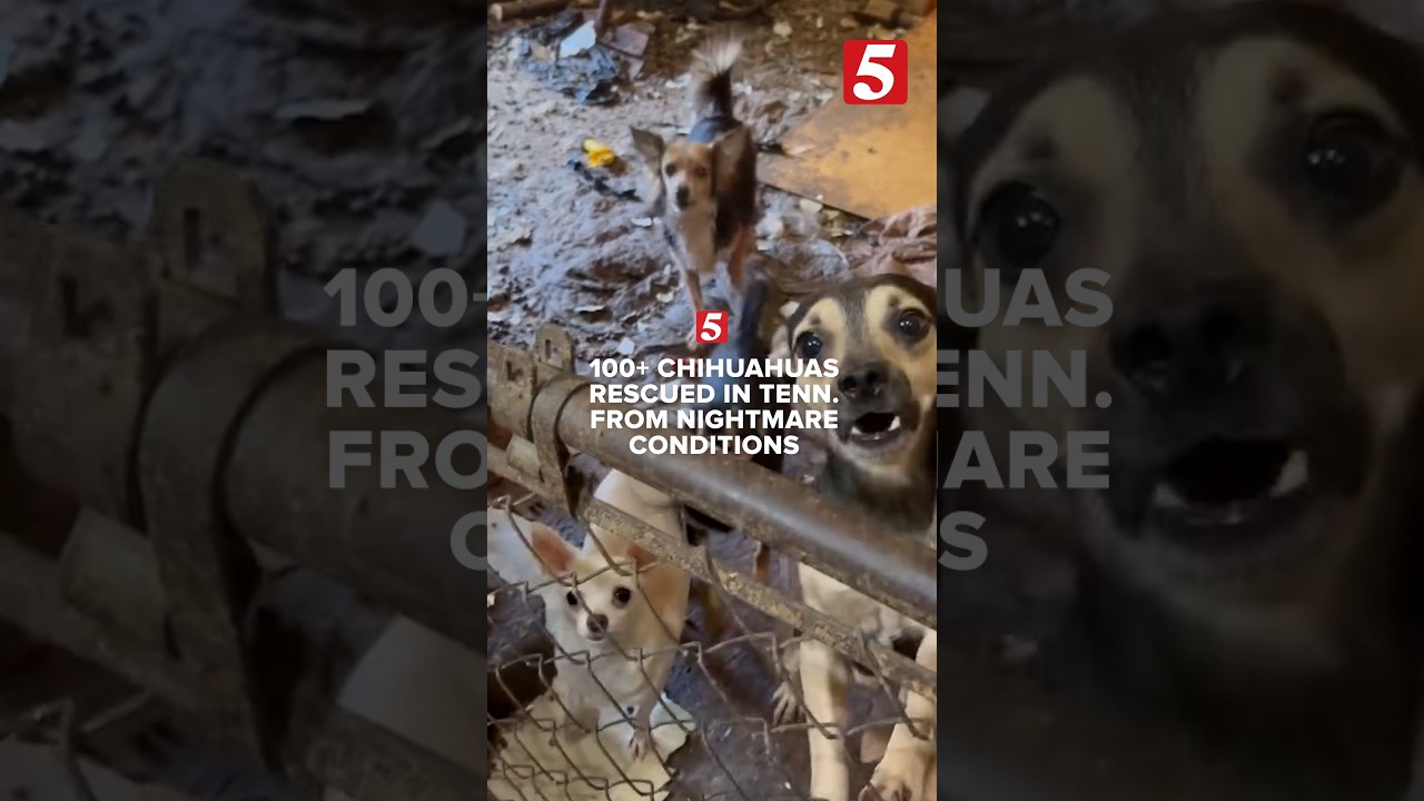 Watch 100+ dogs finally get rescued from hazardous home in Tennessee ...