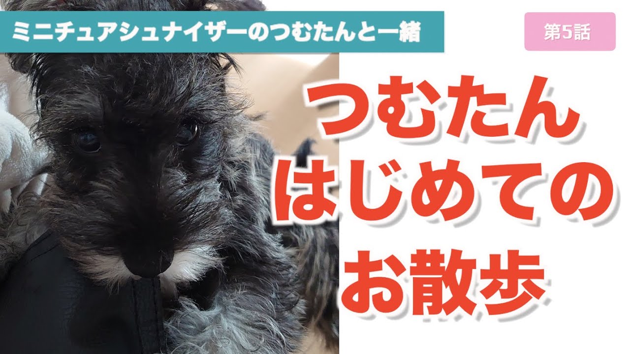 第５話 つむたんはじめてのお散歩 生後2ヶ月16日のミニチュアシュナウザーがはじめての散歩に 果たして無事歩いてくれるのか わんこ シュナウザー 癒し パピー シュナ 犬 Youtube