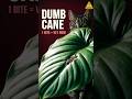 If you have a Dieffenbachia plant, read this. Your pet is in danger. #Shorts