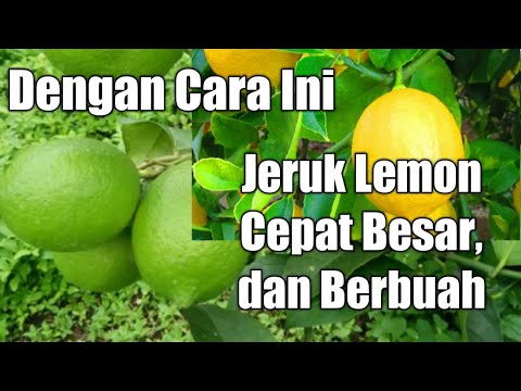 Video: Bagaimana Cara Memupuk Lemon Dalam Ruangan?