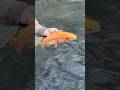 Golden #2 of 2026! #fish #fishing #trout #troutfishing #flyfishing #golden #god #godisgood #blessed
