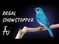 Birding @ Sinhagad Valley | Pune | AJINXD Artist