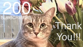 THANK YOU SUBSCRIBERS!!!!   #猫  #さくら by さくらちゃんメモリー Sakura Chan Memory 248 views 9 months ago 1 minute, 5 seconds