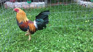 17-11-2019 Chuối Cuban My 1Kg4 Giá 1Triệu5. Ae Cần Lh 0937577728 Đã Bán