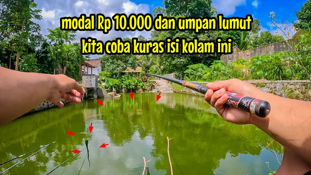 KITA COBA KURAS ISI KOLAM INI‼️  MODAL RP 10.000 MANCING IKAN NILA MEMAKAI UMPAN LUMUT