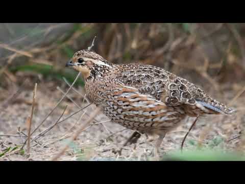 Природні радіатори: як пташині пір’я скидають тепло у відкритий космос
