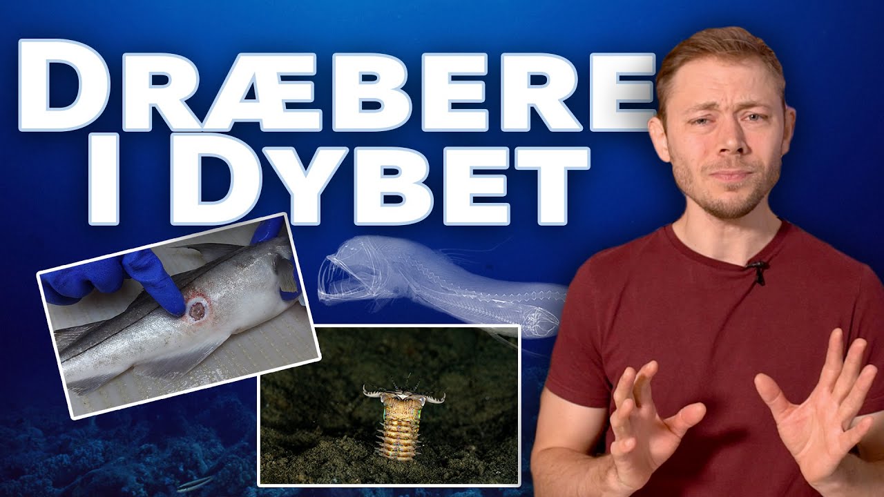 5 Brutale Og Grådige Undervandsdræbere