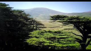 Lebanese Anthem & the Cedars Of God