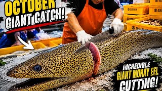 🔥 Giant Moray Eel & Giant Octopus Cutting Process | Ultimate Japanese Luxury Sashimi