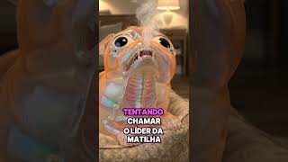 O quanto seu cachorro sente sua falta enquanto espera por você?