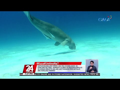 Video: Manatee ay isang mabait na sea cow