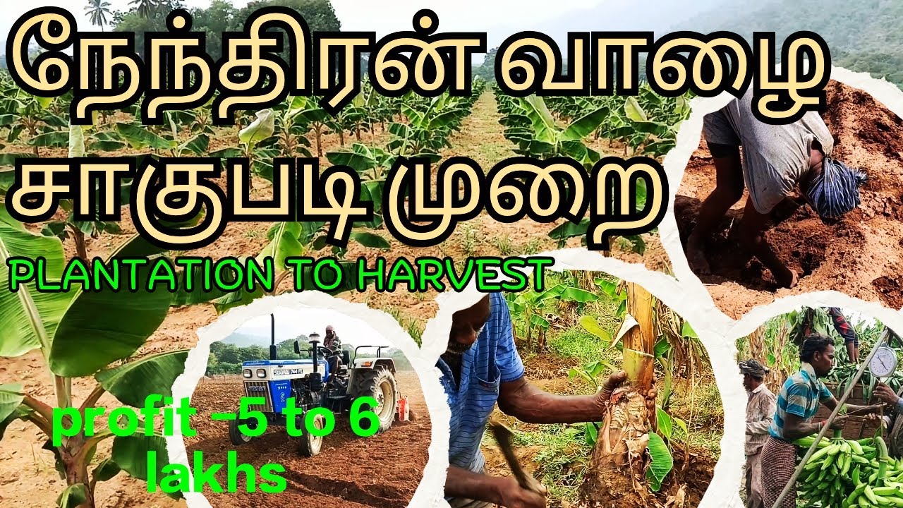 Nendran banana farming/full guide 