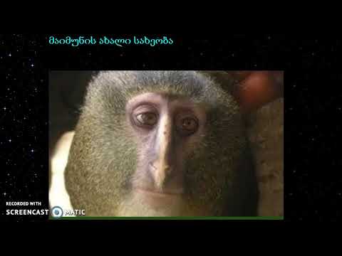 მაიმუნის ახალი სახეობა