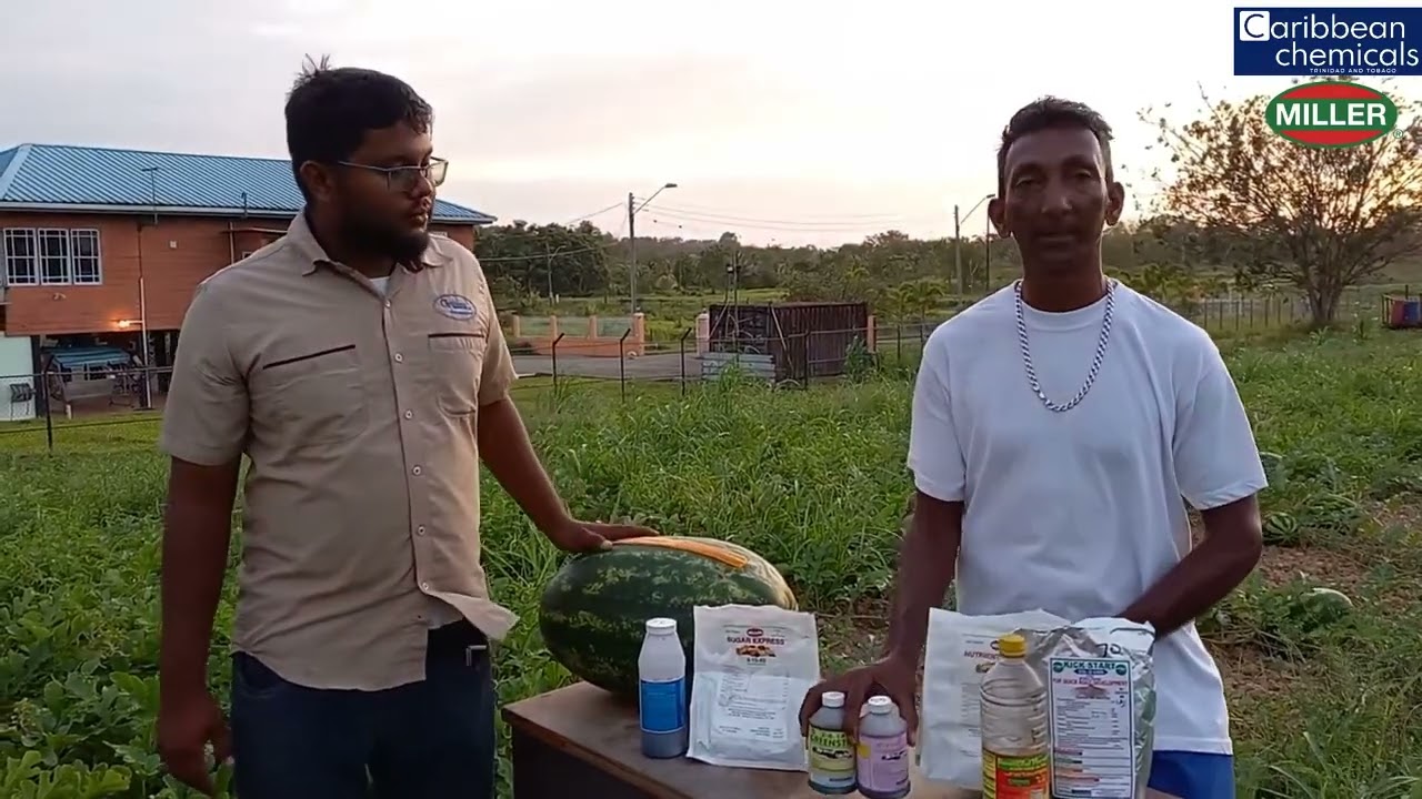 Successful Watermelon production using Miller line of products