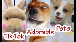 Adorable Pets - Videos Funny Tik Tok Animal #2