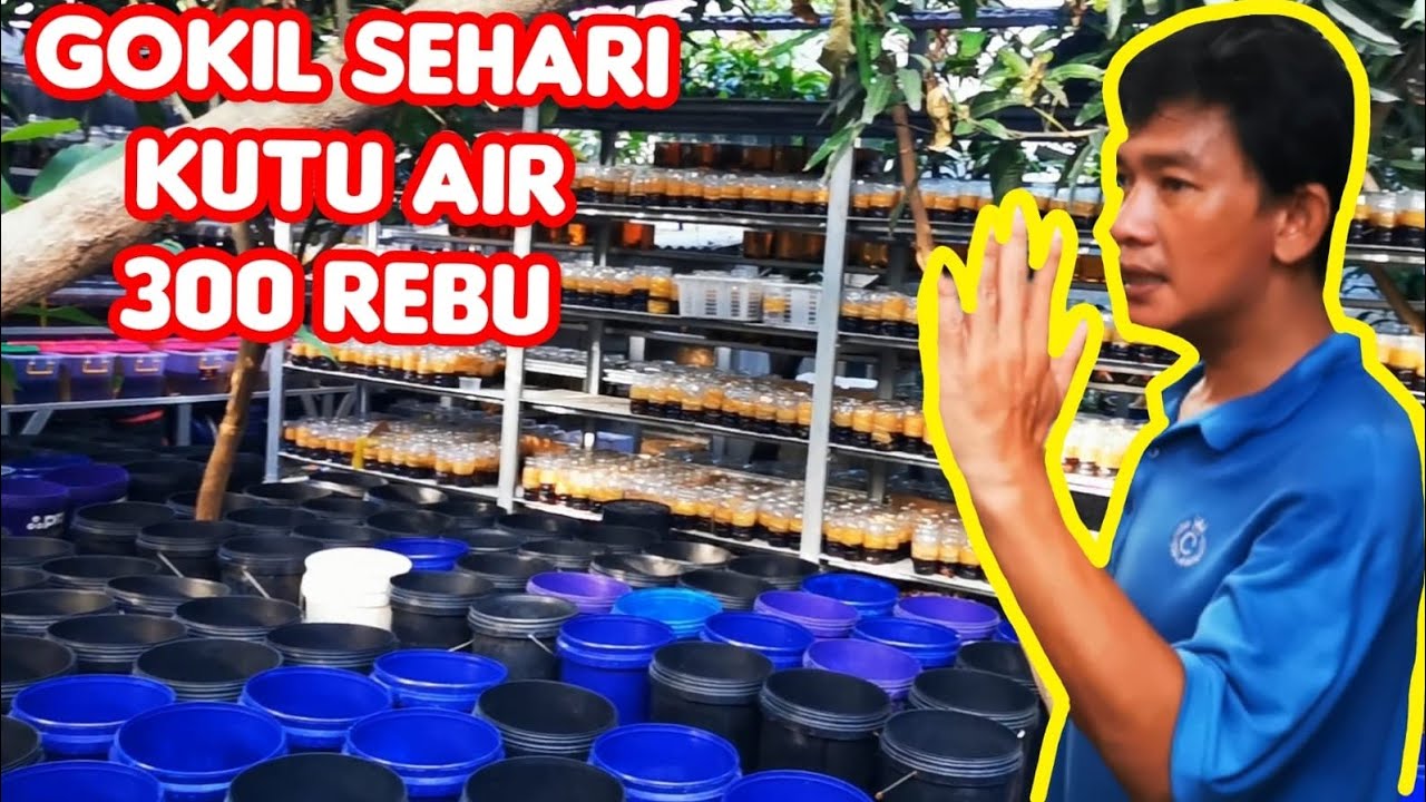 Sidak Master Giant Kontes !!! Edan ekornya segede kipas 😲