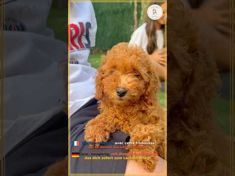NINA — Pudel Toy