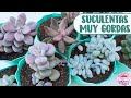 SUCULENTAS PACHYPHYTUM: Todo sobre ellas, riego, sol o sombra, trasplantar │Candy Bu