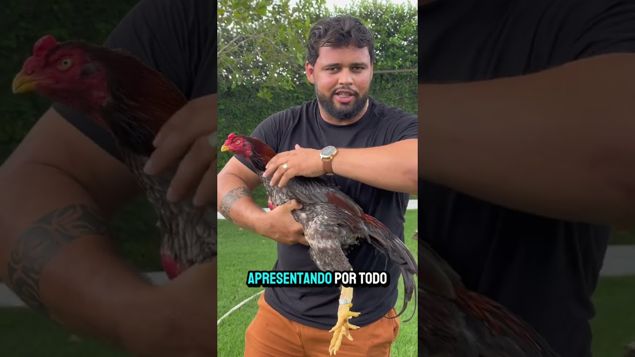 Reprodutores do STUDIO ALPHA - Galaria de qualidade animais de fibra e muita garra!